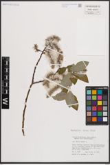 Foto von Salix caprea L.